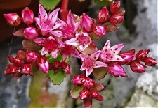Sedum spurium the truly - spurium,