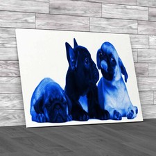 Adorable French Bulldog Pug Puppies 8 Weeks Old Blue Canvas Print Large Picture