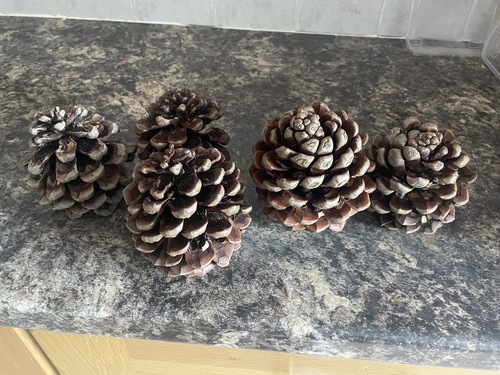 Giant pinecone for - giant,