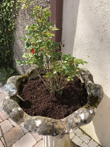 Horse manure compost 3 - horse,
