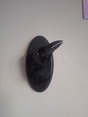 Taxidermy carrion crow head - crow,