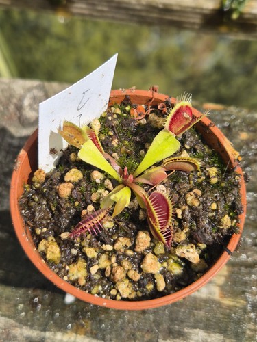 Dionaea venus fly - dionaea,