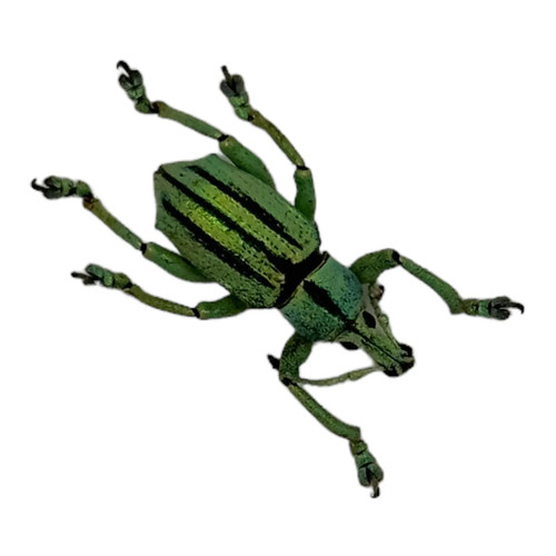 Striped blue weevil beetle - blue,