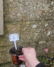 Willow Tree Sapling 1 Year