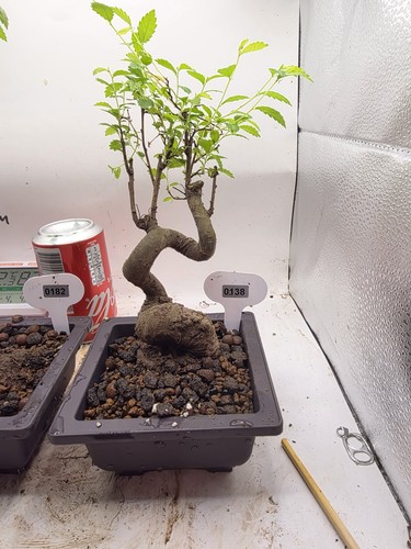 Chinese elm bonsai years - elm,