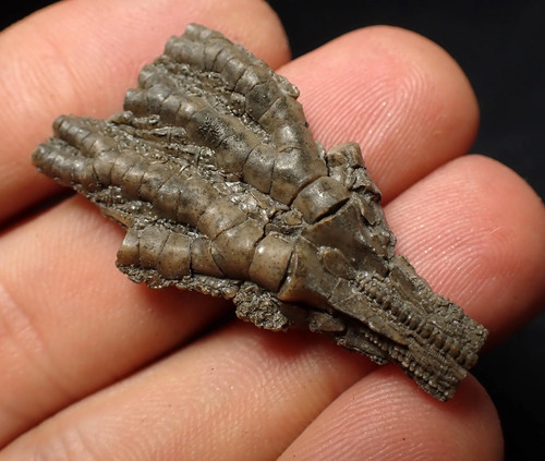 Small detailed crinoid head - detailed,