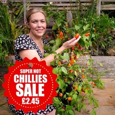 ON SALE:  Orange Habanero