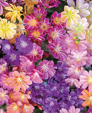 15 Lewisia Cotyledon Seeds -