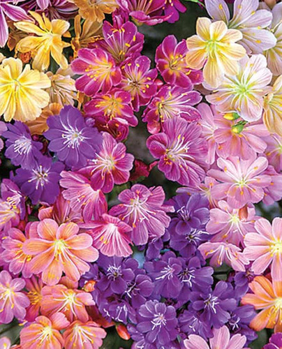 Lewisia cotyledon seeds - lewisia,
