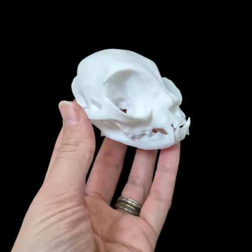 Resin persian cat - resin,