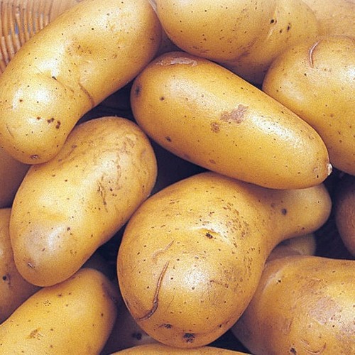 Lady christl seed potatoes - christl,