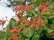 LONICERA 'DROPMORE SCARLET'-