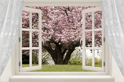 Window into cherry - window,