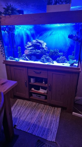 Marine aquarium fish tank - marine,