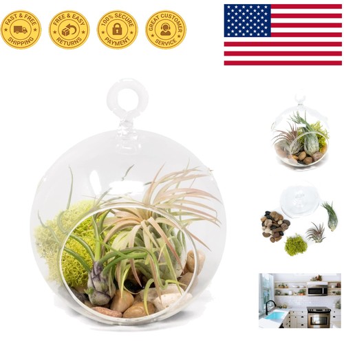 Modern flat bottom - flat, terrarium