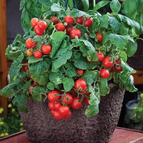 Vilma tomato seeds dwarf - vilma,