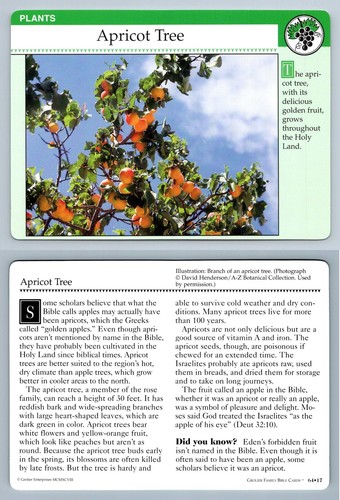 Apricot tree plants - tree, #64.17