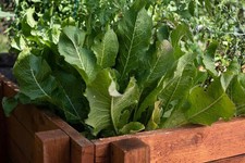 3x Horseradish Plant | Armoracia rusticana Jumbo Plug Plants