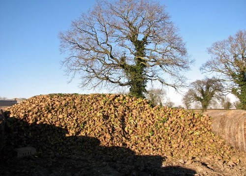 Photo 6x4 fodder beet stored - 6x4,