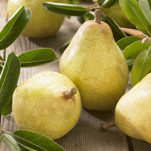 Williams bon pear - pear, quince