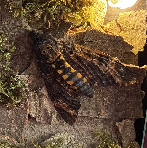 Death head hawkmoth with - death’s,