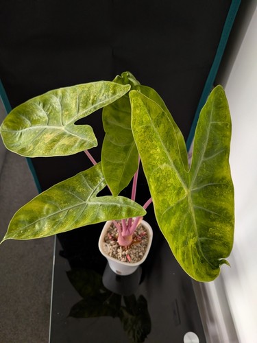 Alocasia pink dragon aurea - alocasia,