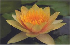 Comanche water lily - pond