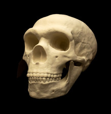 Neanderthal skull lifesize - skull,