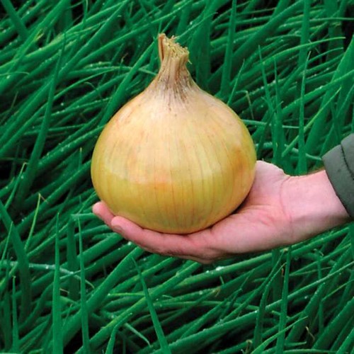 Onion exhibition 150 - 150, finest