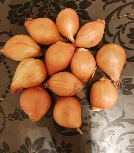 Golden gourmet shallots - golden,