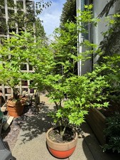 Acer Palmatum Going Green Tree