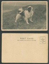 Japan Japanese Spaniel Dog Puppy, Prize Dogs, Pet Animal Hills Old U.B. Postcard