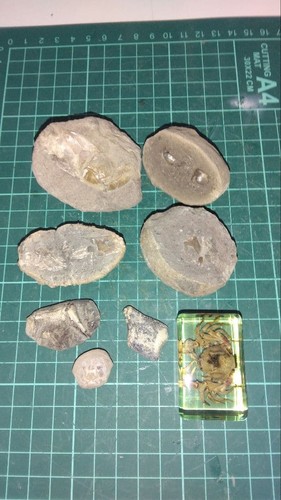 Fossil crustacean - fossil,