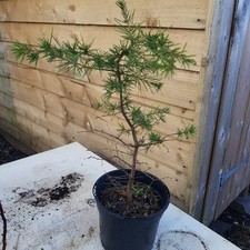 Green Atlas Cedar/Cedrus
