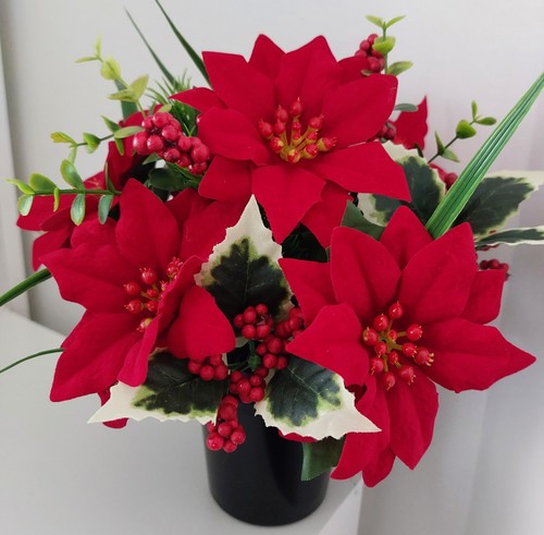 Red poinsettia holly - red, &