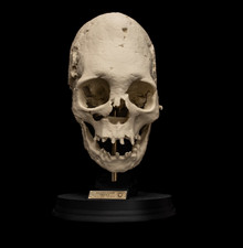 Human Skull Replica Paracas