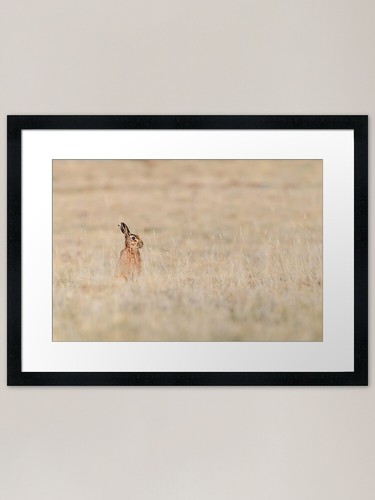Brown hare framed art - framed,
