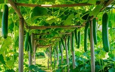 10 Telegraph Cucumber Seeds -