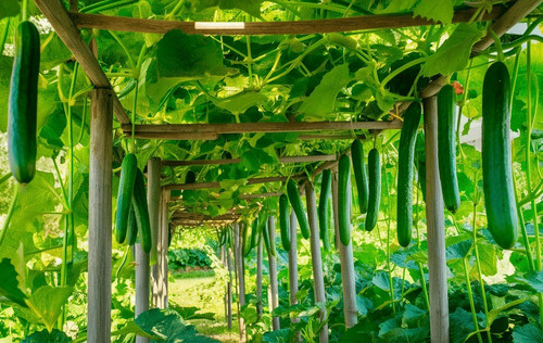 Telegraph cucumber seeds - 10,