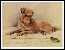 BORDER TERRIER AND FROG DOG