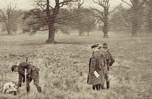 Spaniel club field - spaniel, trials