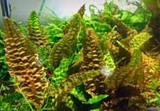 Cryptocoryne Hudoroi Aquarium