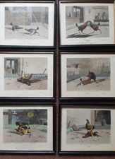 cock fighting prints circa 1853 full set of 6 pictures