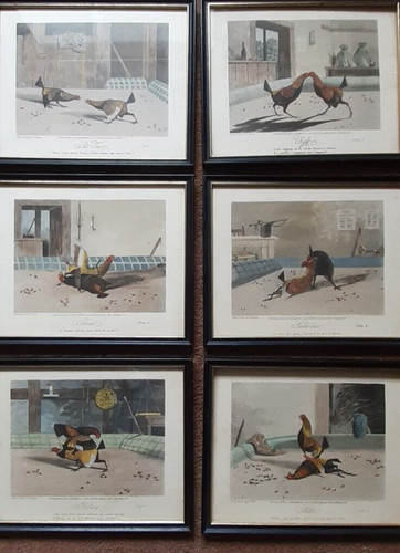 Cock fighting prints - cock,