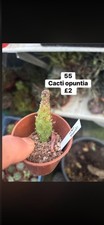 Succulent  collection x 5 all