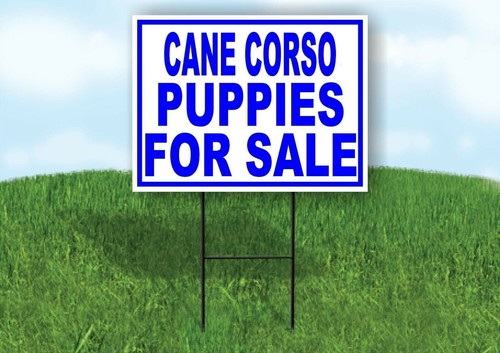 Cane corso puppies for - cane, sale