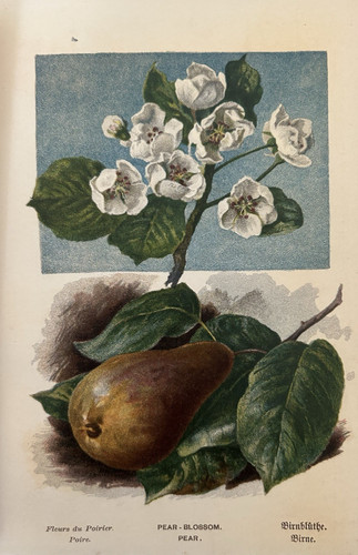 Antique print pear tree - antique,