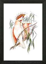 Major Mitchells Cockatoo