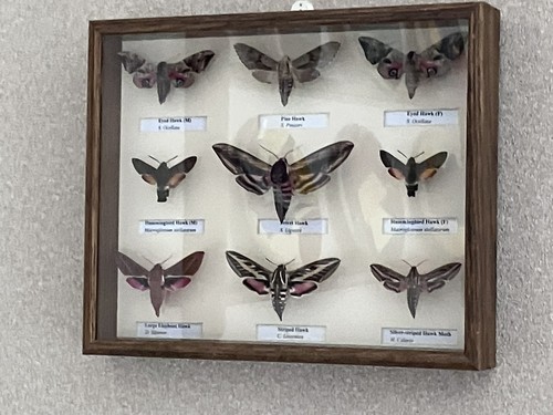 Stunning collection hawk - stunning,