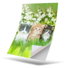1 x Vinyl Sticker A4 - Gorgeous Kittens Garden Cats Animals #8663